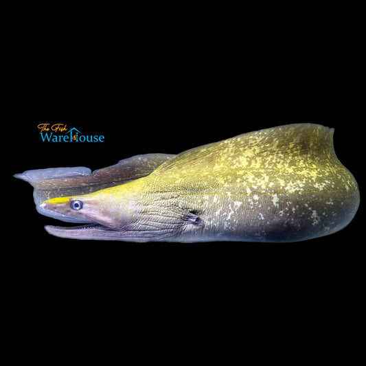 Dark Moray Eel (Gymnothorax afer)