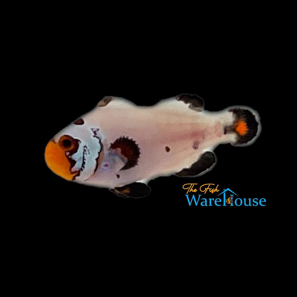 Flurry Clownfish (Amphiprion ocellaris)