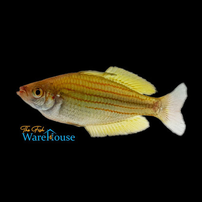 Fly River Rainbowfish (Melanotaenia sexlineata 'Tabubil')