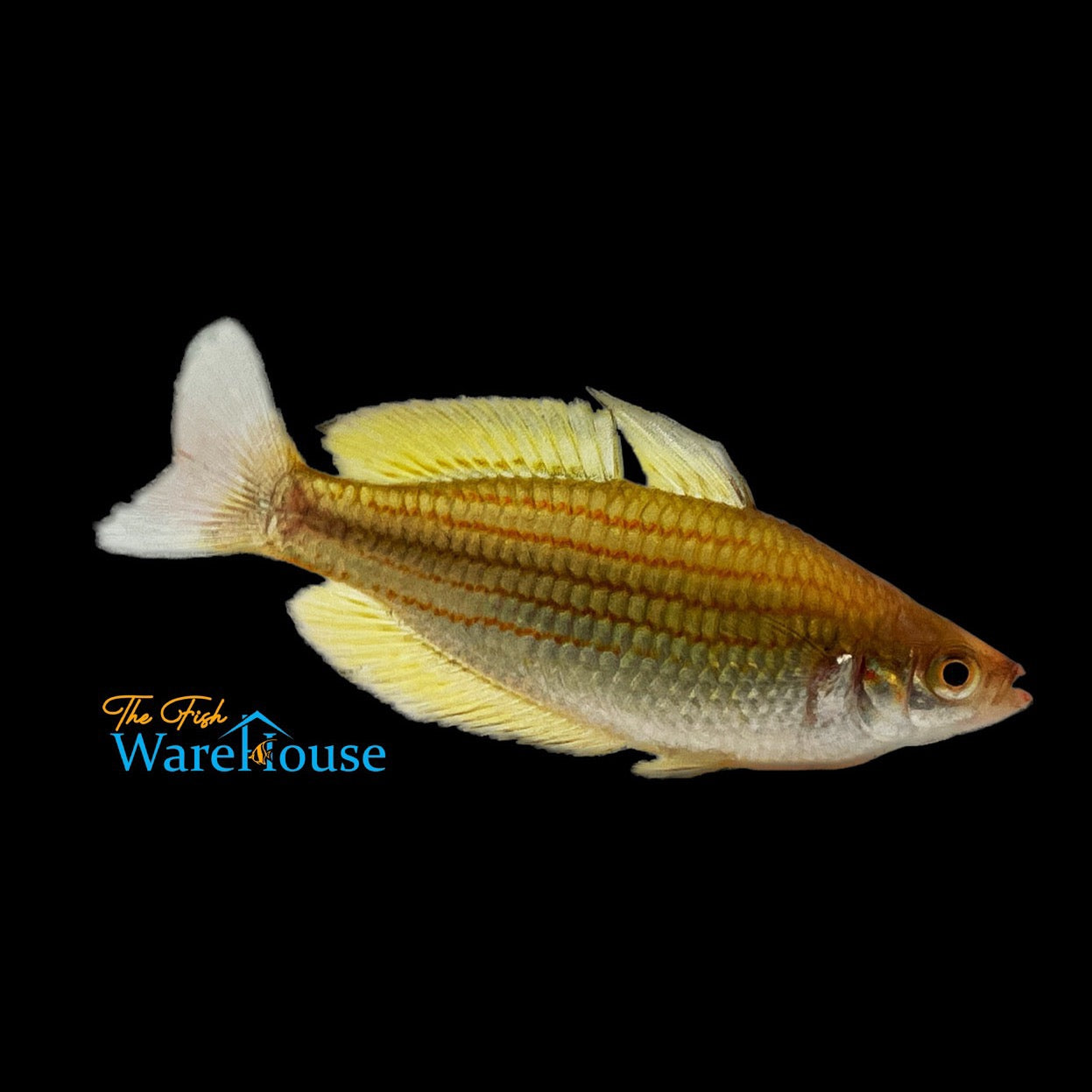 Fly River Rainbowfish (Melanotaenia sexlineata 'Tabubil')