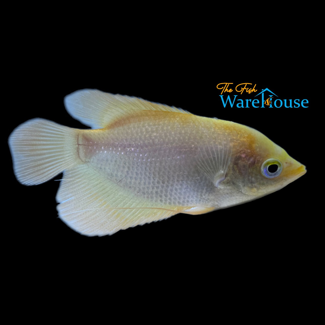 Golden Giant Gourami (Osphronemus goramy)