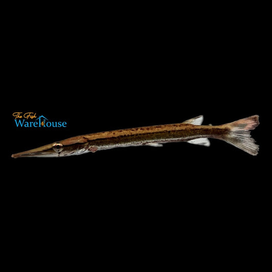 Striped Pike Characin (Boulengerella lateristriga)