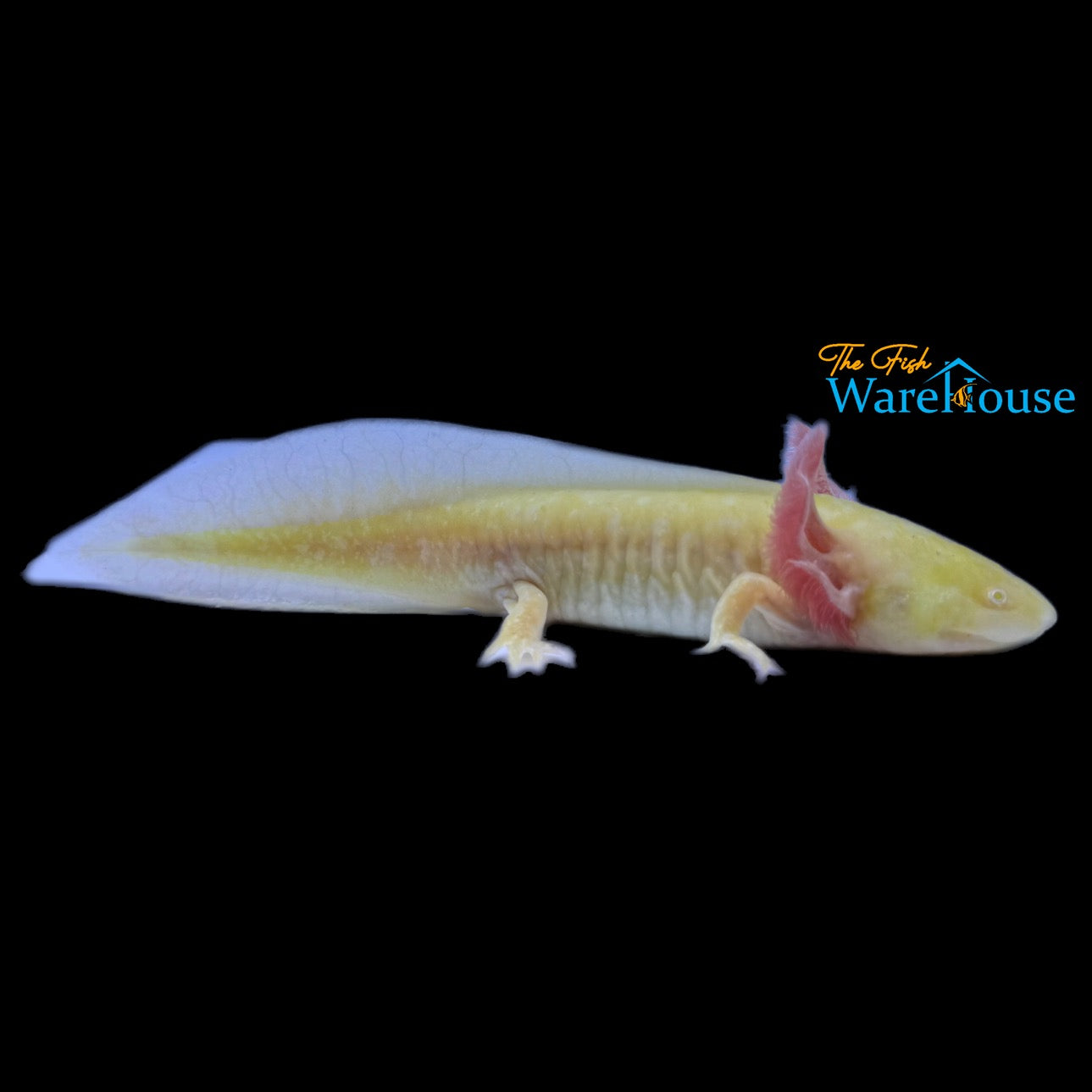 Starburst Golden Albino Axolotl (Ambystoma mexicanum)