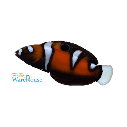 Formosa Wrasse - Juvenile (Coris formosa)