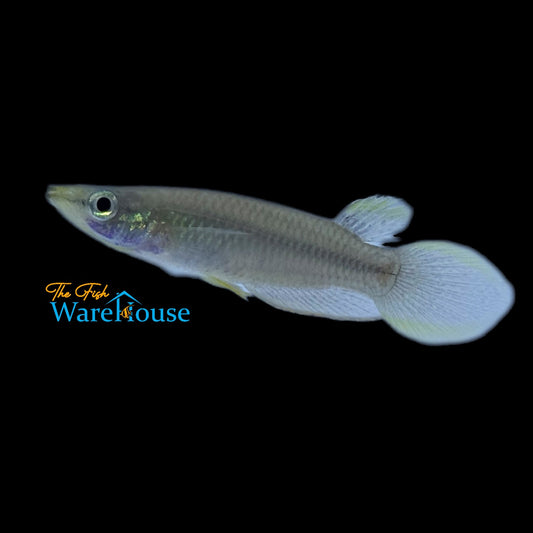 Blue Panchax Killifish (Aplocheilus panchax blue)