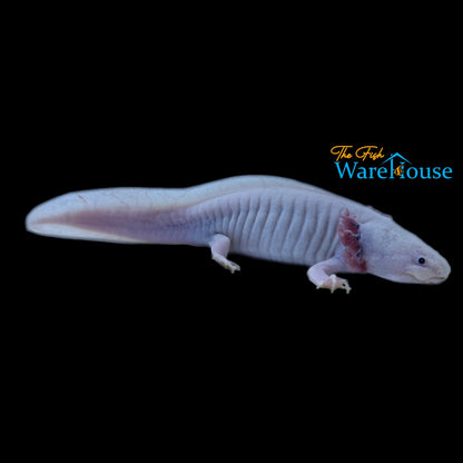 Blue Gill Leucistic Axolotl (Ambystoma mexicanum)