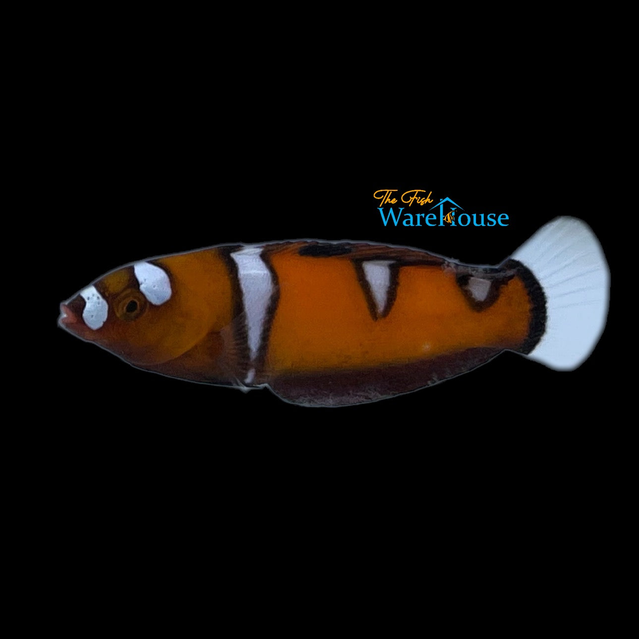 Formosa Wrasse - Juvenile (Coris formosa)