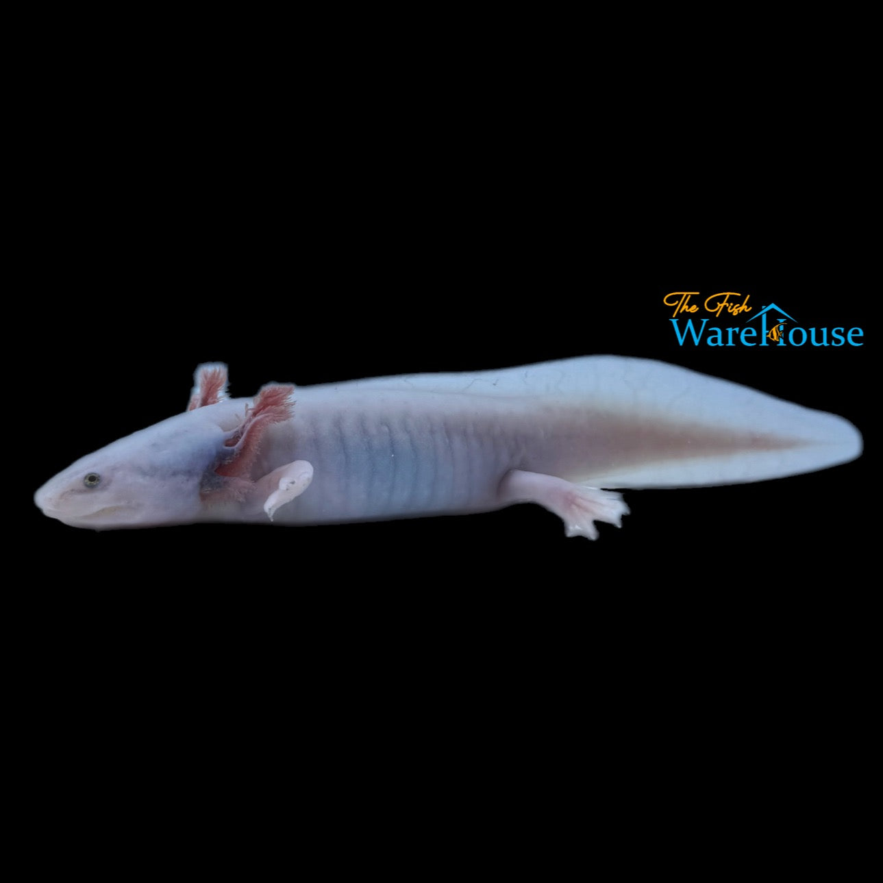 Blue Gill Leucistic Axolotl (Ambystoma mexicanum)