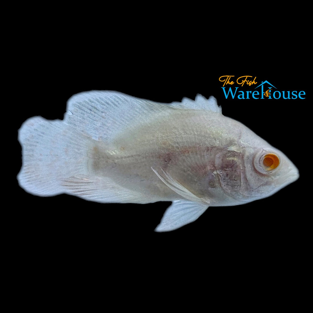 Platinum Albino Oscar (Astronotus ocellatus)