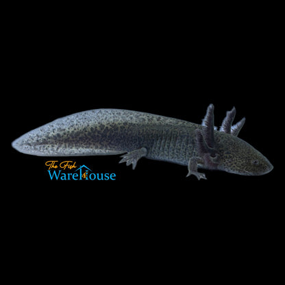 Wild Type Axolotl (Ambystoma mexicanum)