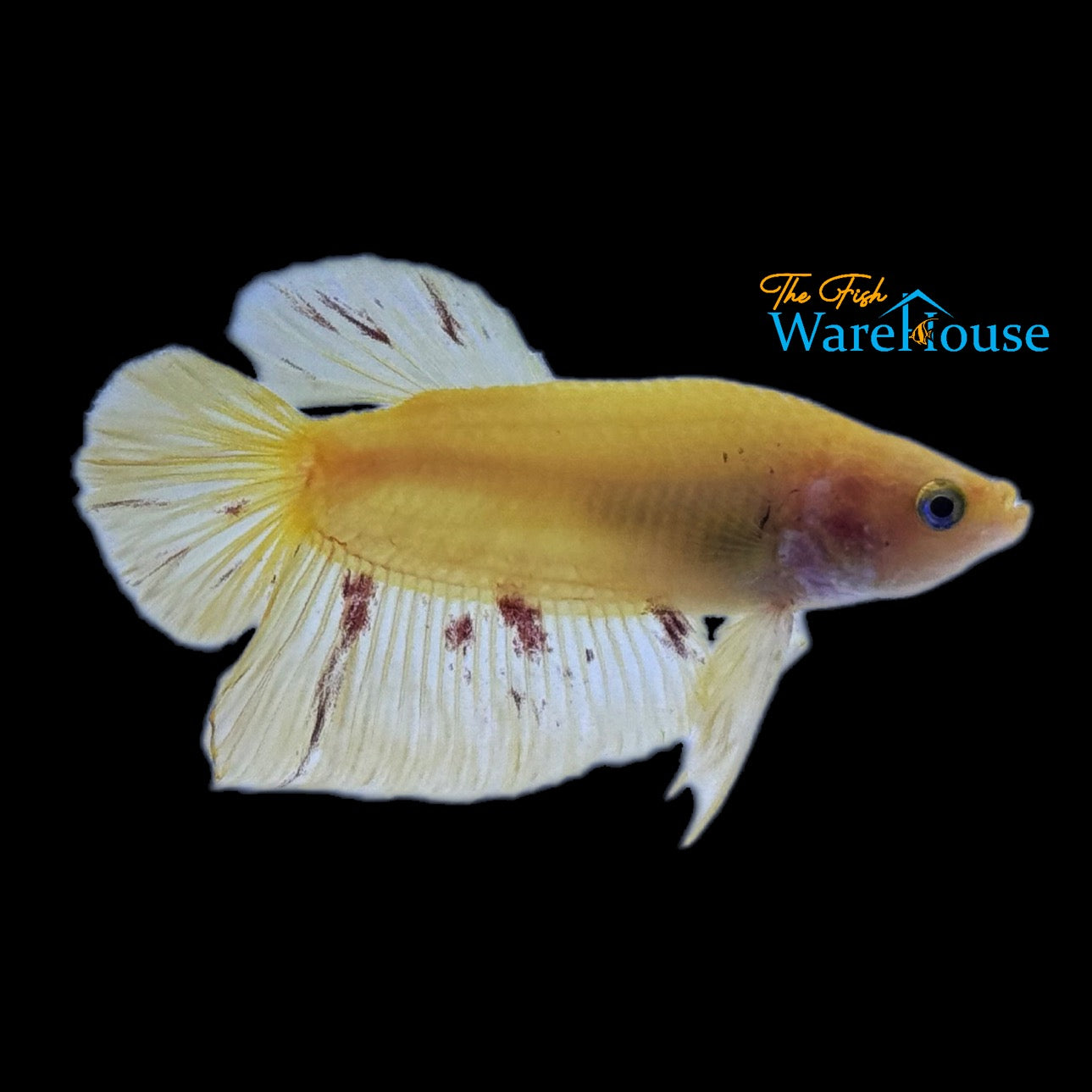 Yellow Vanda Plakat Betta - Male (Betta splendens)