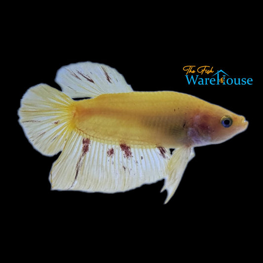 Yellow Vanda Plakat Betta - Male (Betta splendens)