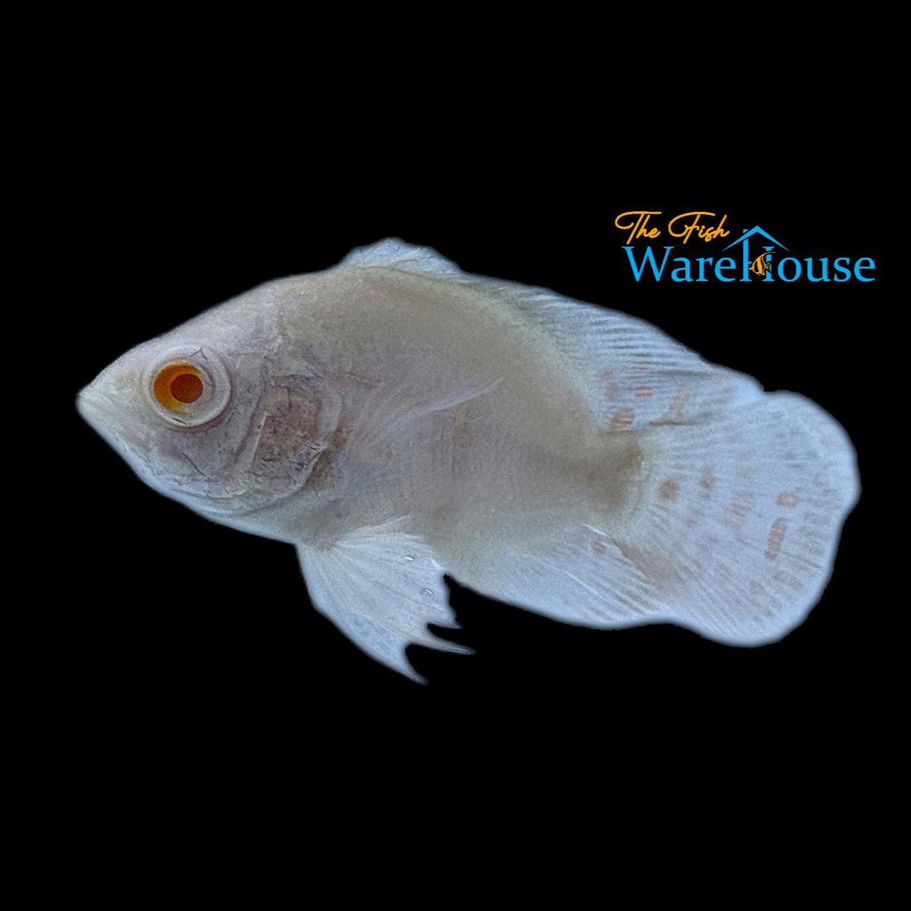 Platinum Albino Shortbody Oscar (Astronotus ocellatus)