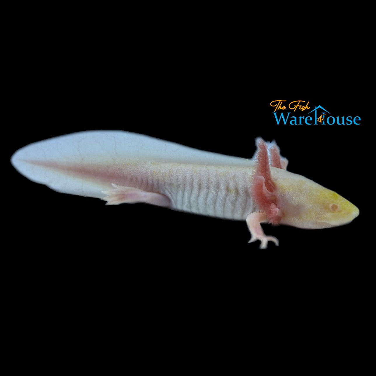 Hypomelanistic Albino Axolotl (Ambystoma mexicanum)