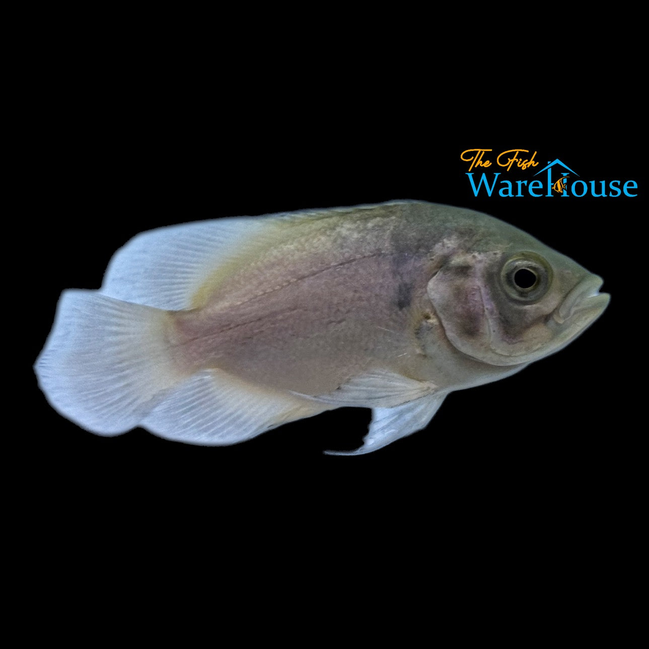 Rose Gold Oscar (Astronotus ocellatus)