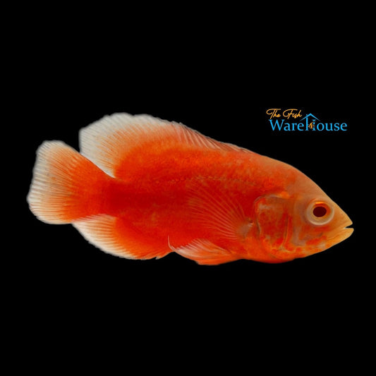 Red Chili Oscar Cichlid (Astronotus ocellatus)