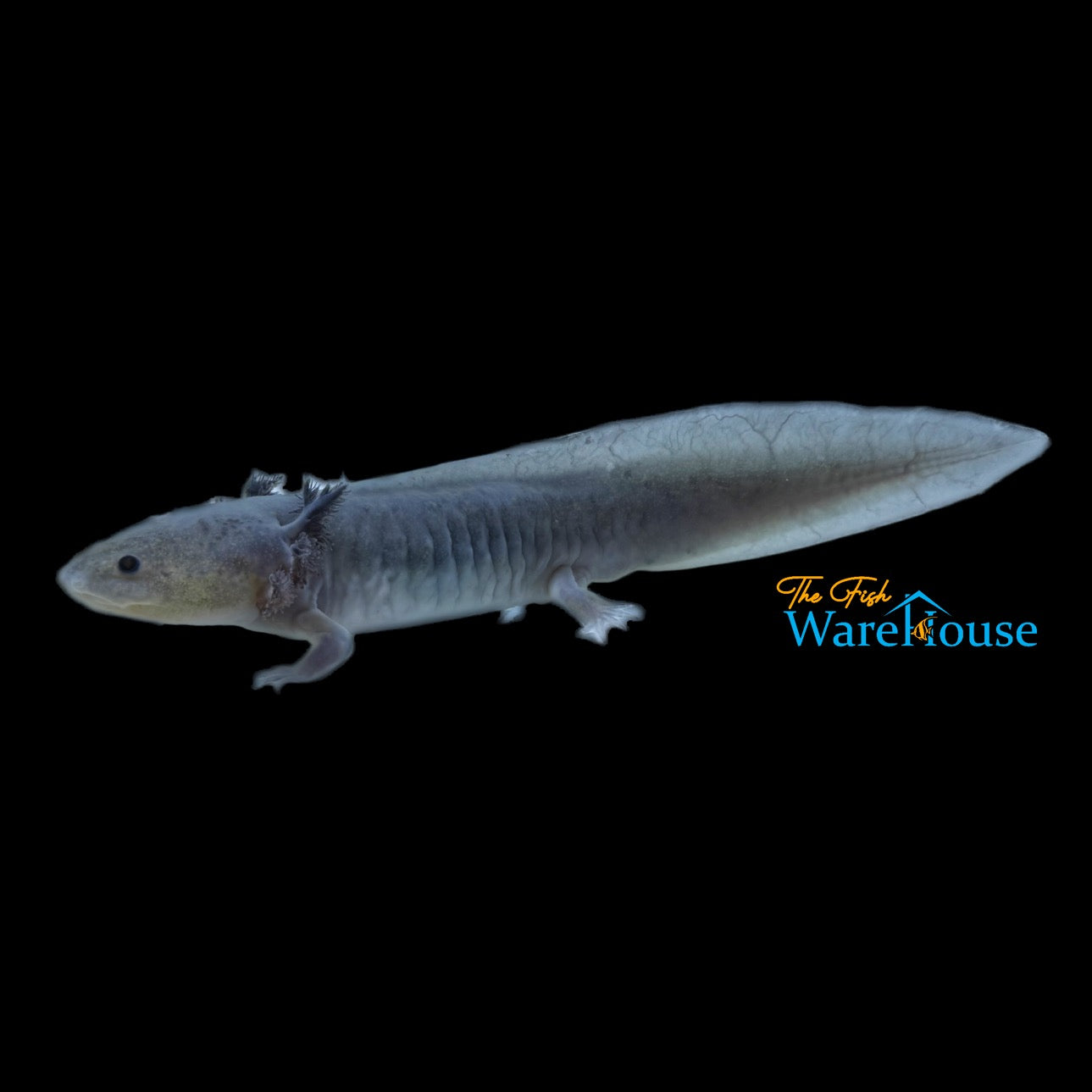 Moonstone Hypomelanistic Axolotl (Ambystoma mexicanum)