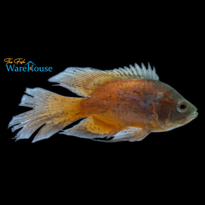 Longfin Red Oscar (Astronotus ocellatus)