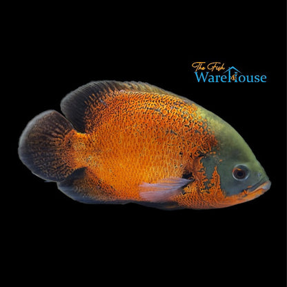 Red Oscar (Astronotus ocellatus)