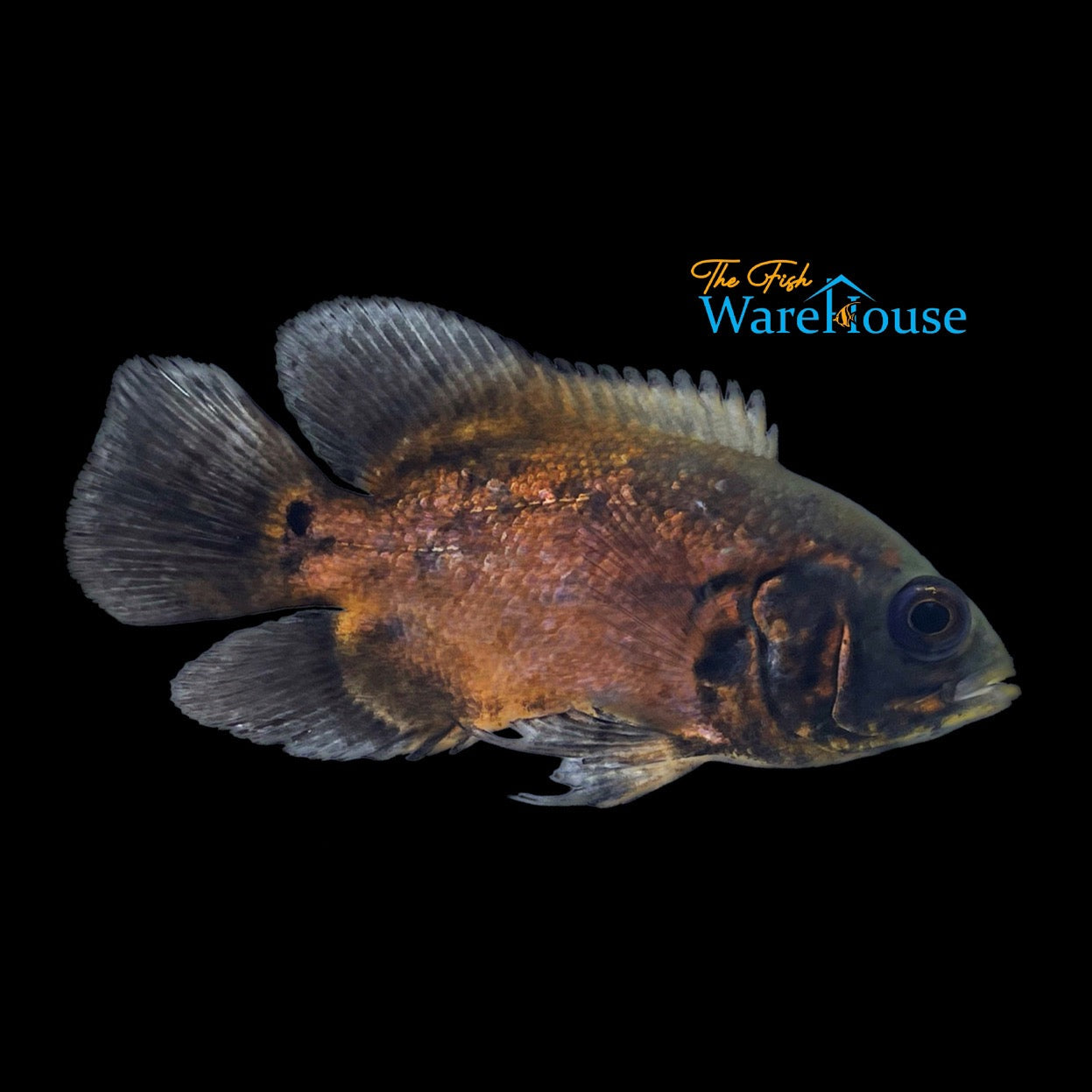 Red Oscar (Astronotus ocellatus)