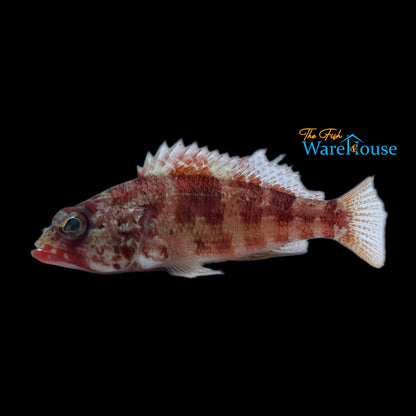 West African Peppermint Basslet (Serranus pulcher)