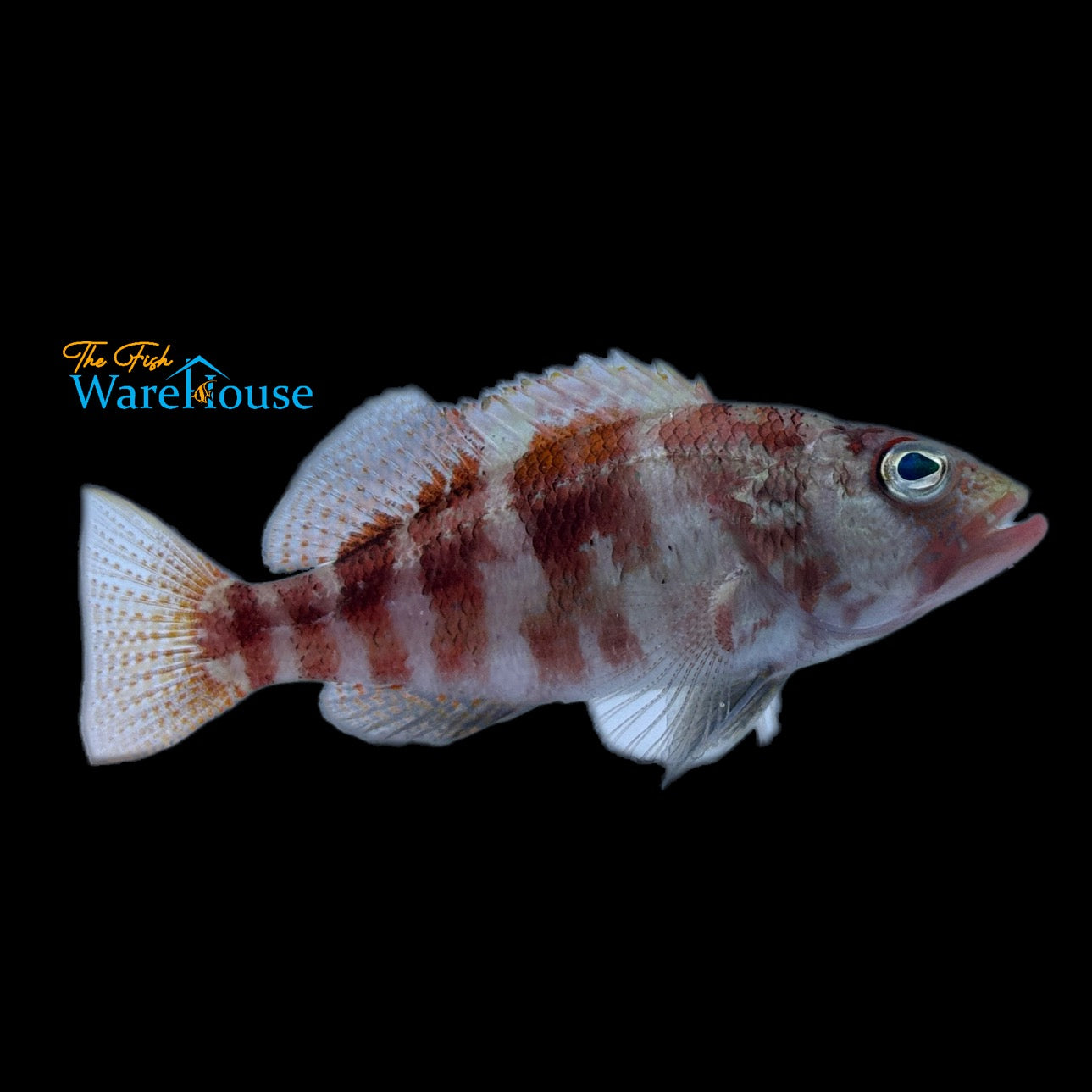 West African Peppermint Basslet (Serranus pulcher)