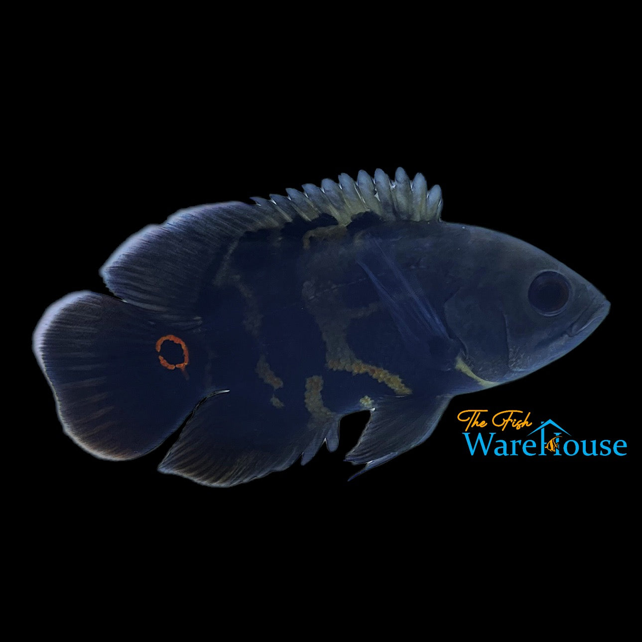 Wild Oscar - Rio Putumayo (Astronotus ocellatus 'Rio Putumayo')