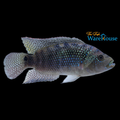 Jack Dempsey Cichlid (Rocio octofasciata)