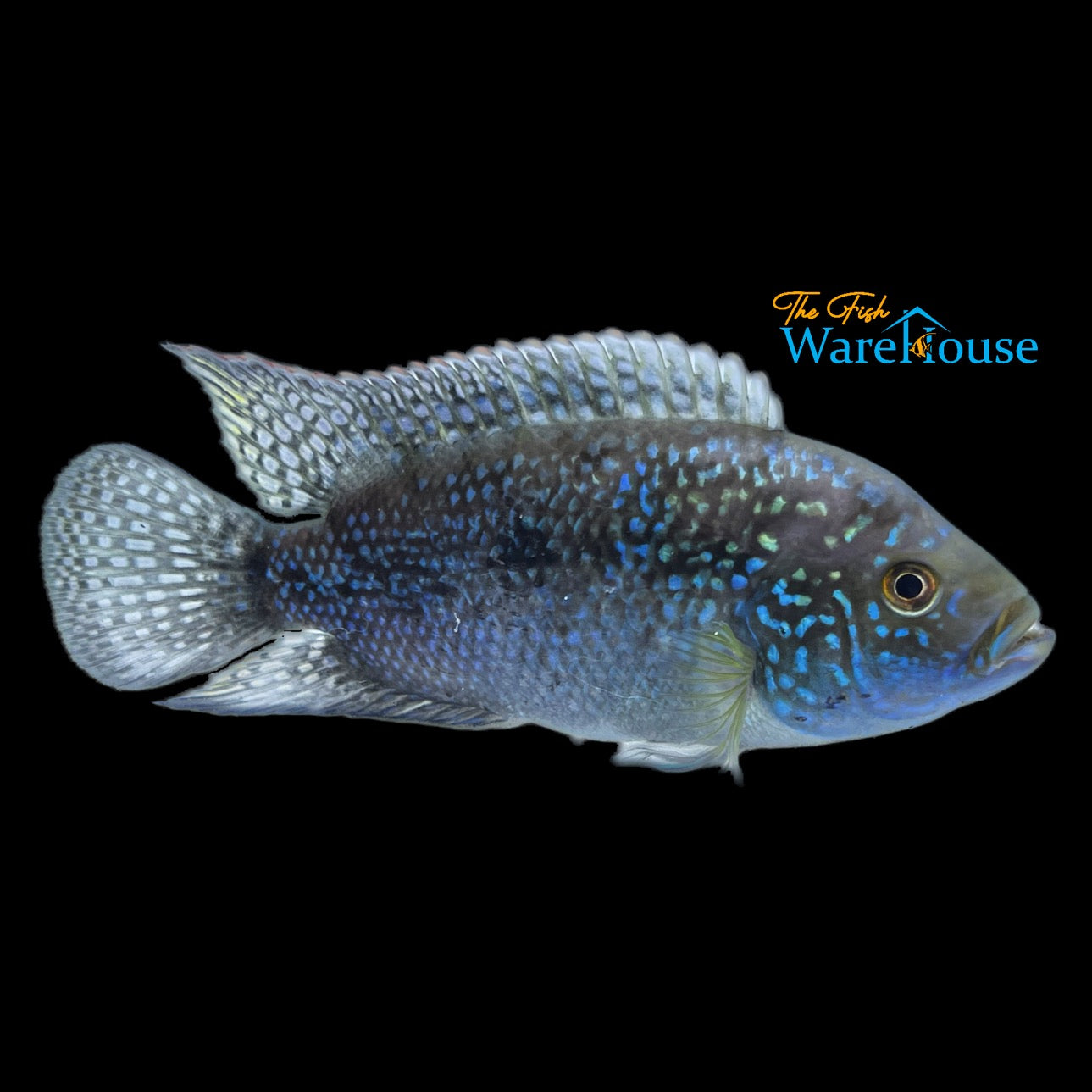 Jack Dempsey Cichlid (Rocio octofasciata)