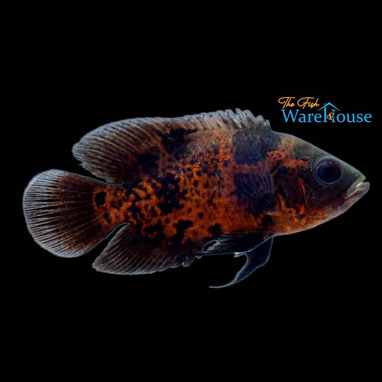 Red Leopard Oscar (Astronotus ocellatus)