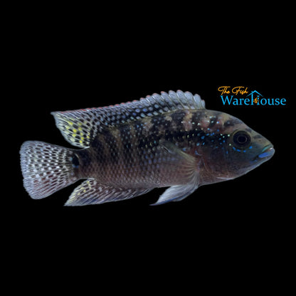 Jack Dempsey Cichlid (Rocio octofasciata)