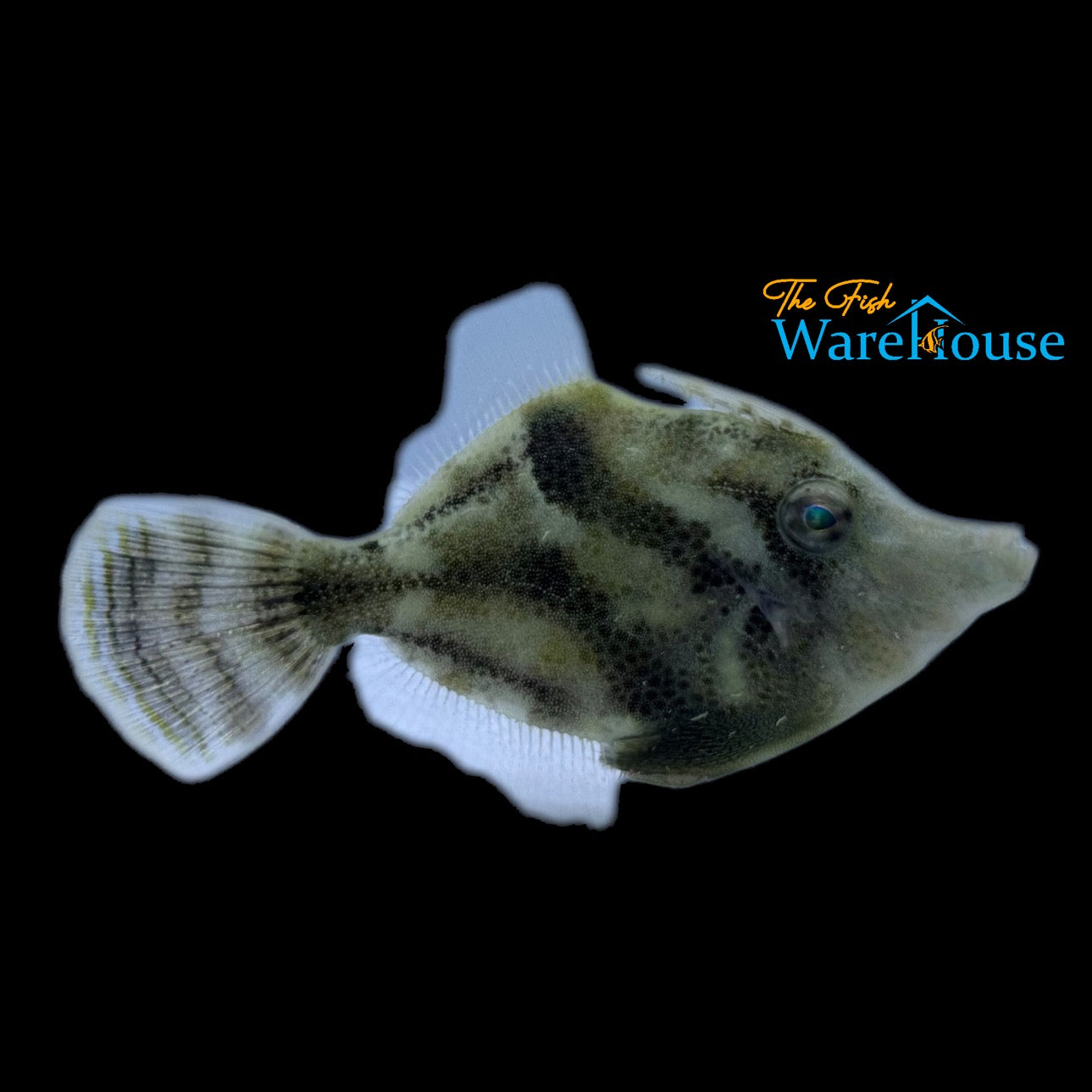 Fanbelly Filefish (Monacanthus chinesis)