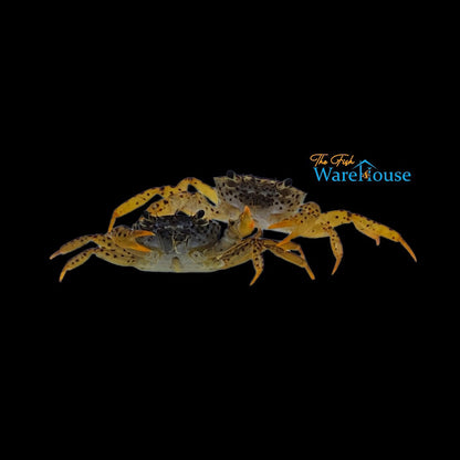 Panther Crab (Parathelphusa pantherina)