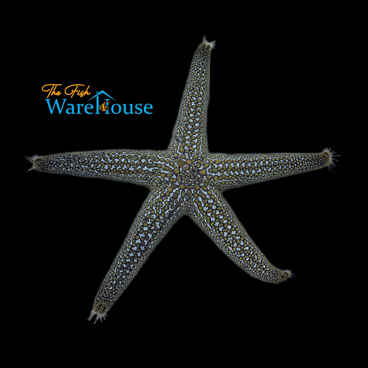 Small Spined Sea Star (Echinaster spinulosus)