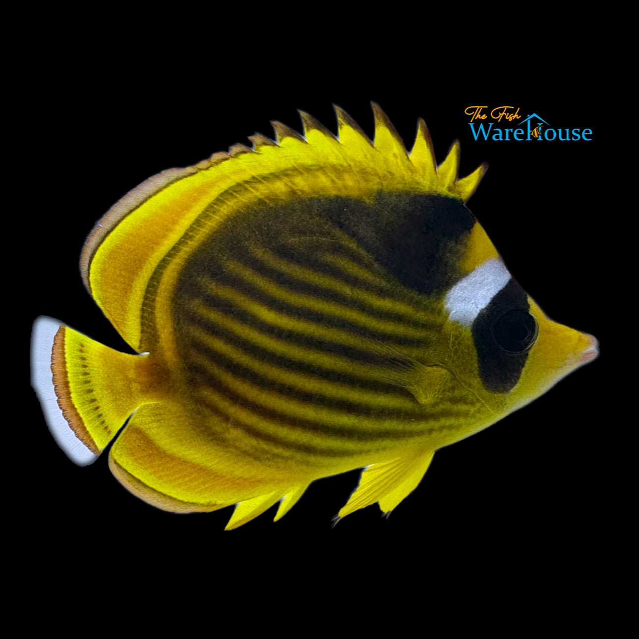 African Raccoon Butterflyfish (Chaetodon fasciatus)