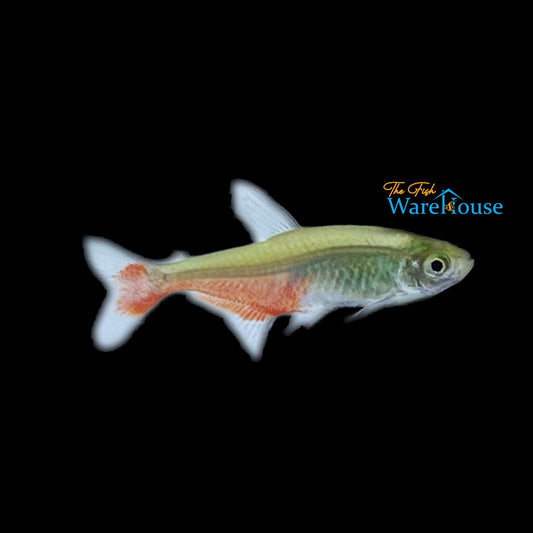 Green Fire Tetra (Aphyocharax rathbuni)