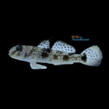 Fringyfin Goby (Yongeichthys criniger)