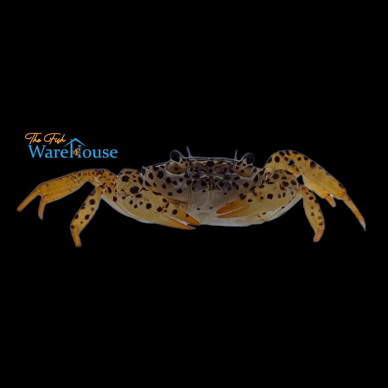 Panther Crab (Parathelphusa pantherina)