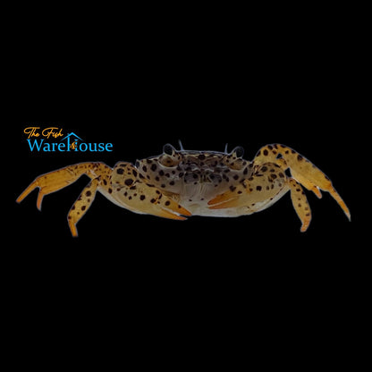 Panther Crab (Parathelphusa pantherina)