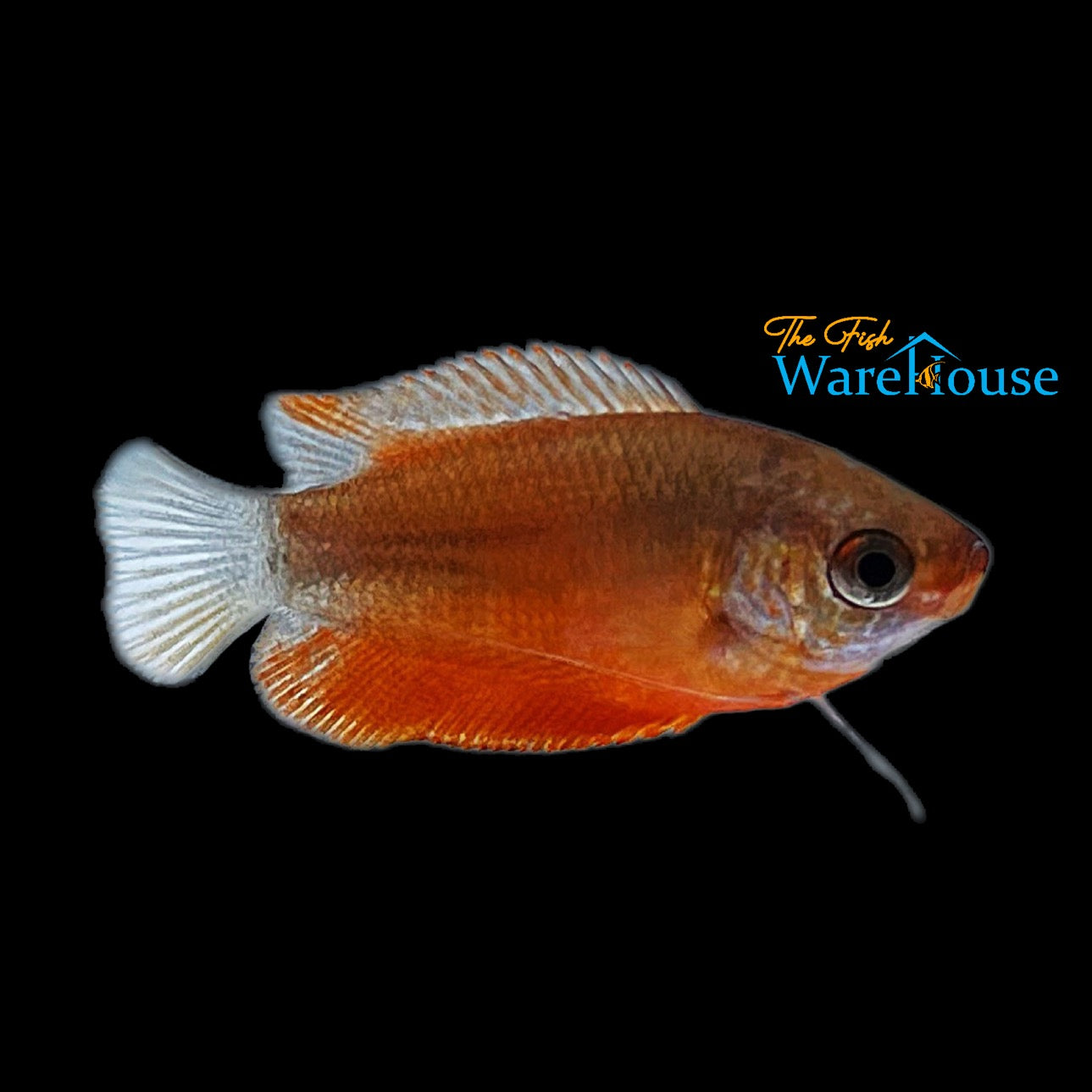 Red Honey Gourami (Trichogaster chuna)