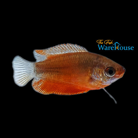 Red Honey Gourami (Trichogaster chuna)