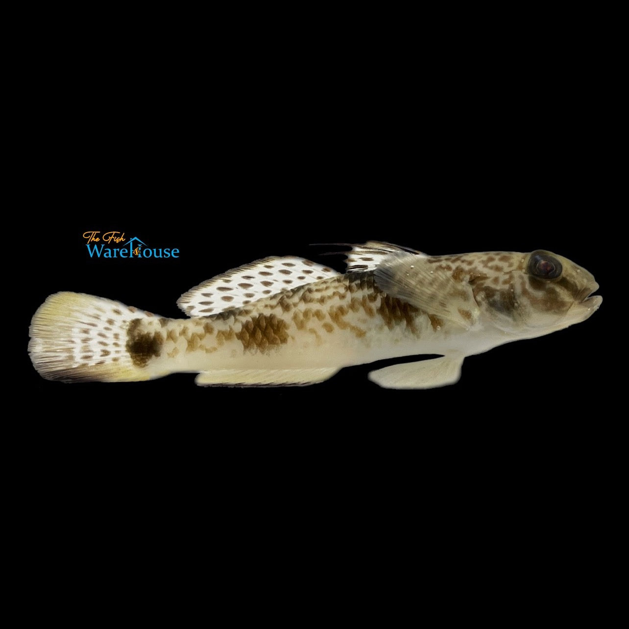 Fringyfin Goby (Yongeichthys criniger)