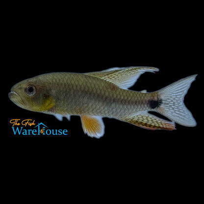 Sailfin Tetra (Crenuchus spilurus)