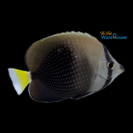 Tahitian Butterflyfish (Chaetodon trichrous)