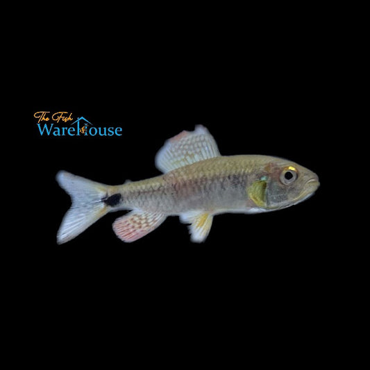 Sailfin Tetra (Crenuchus spilurus)