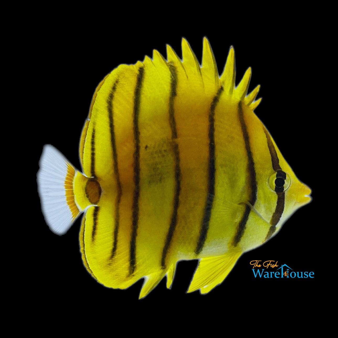 Golden Eightband Butterflyfish (Chaetodon octofasciatus)