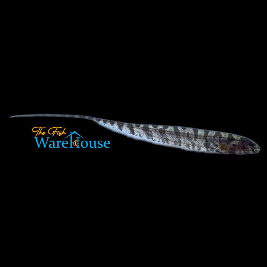 Dwarf Centipede Knifefish (Hypopygus cf. lepturus)