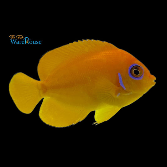 Orange Peel Angelfish (Centropyge flavissima)