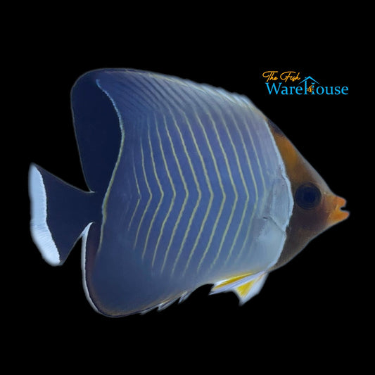 Hooded Larvatus Butterflyfish (Chaetodon larvatus)