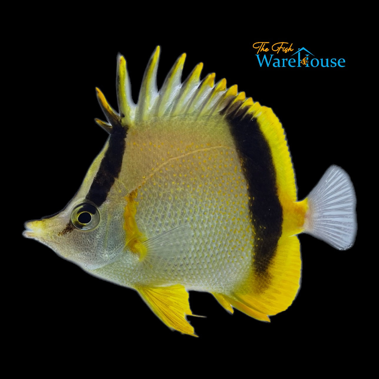 Marcella Butterflyfish (Prognathodes marcellae)